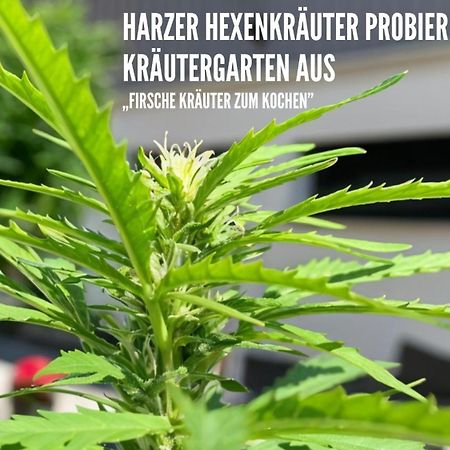 Harzer Healing Center 2024 Gemuetliche Landhauswohnung Mit Fussbodenheizung,Xxl Kochinsel,Xxl Regenduschen,Modern,Hochwertig,Persoenlich,Vollausgestattet 엘빙거로드 외부 사진
