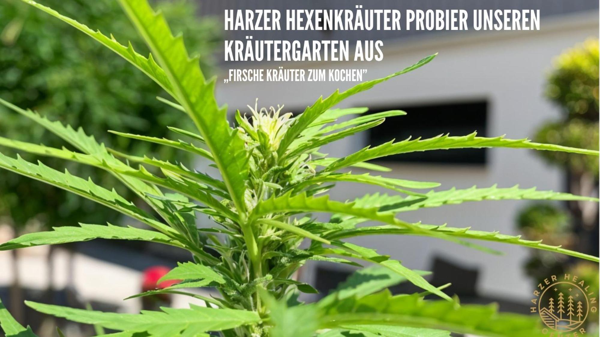 Harzer Healing Center 2024 Gemuetliche Landhauswohnung Mit Fussbodenheizung,Xxl Kochinsel,Xxl Regenduschen,Modern,Hochwertig,Persoenlich,Vollausgestattet 엘빙거로드 외부 사진